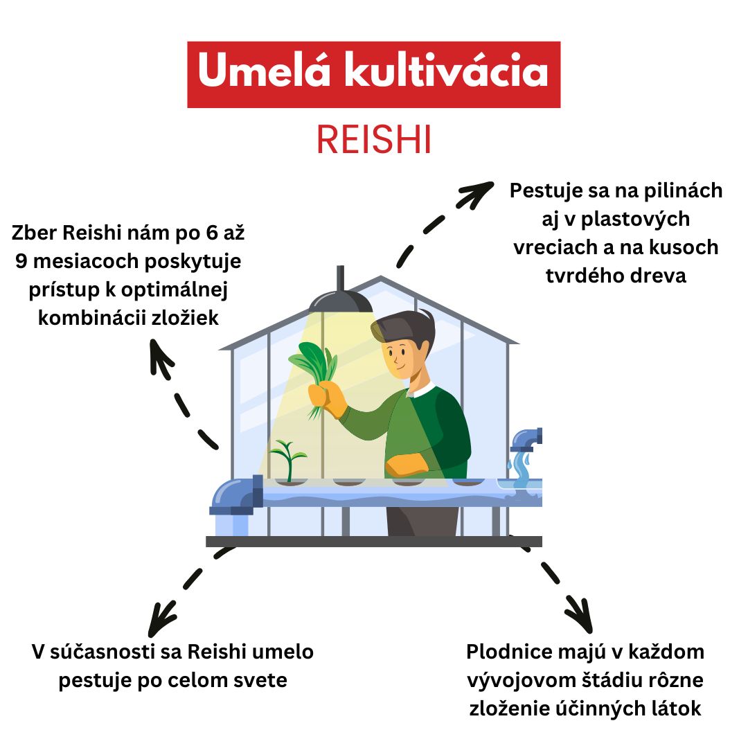 Reishi umelá kultivácia